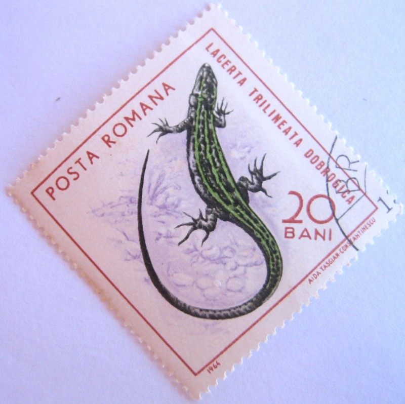 reptiles