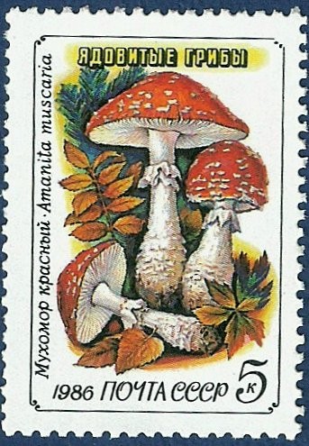 URSS Setas 5 NUEVO