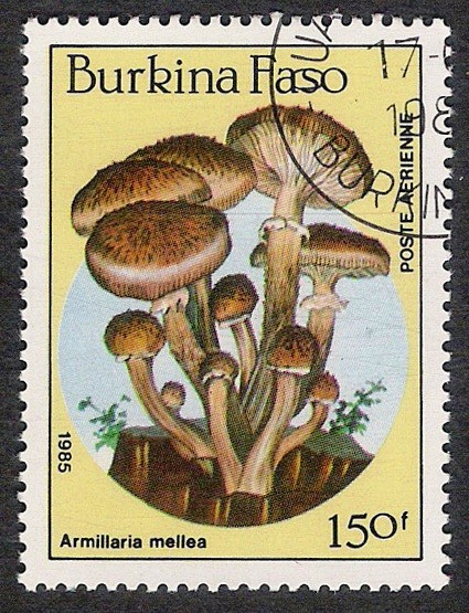 SETAS-HONGOS: 1.121.016,01-Armillaria mellea -Dm.985.109-Y&T.681-Mch.1059-Sc.748
