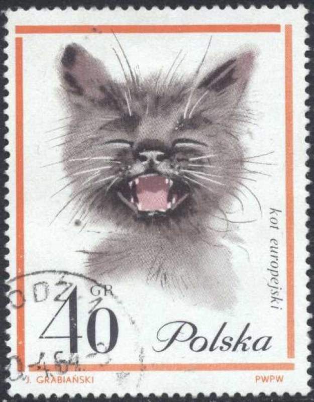 Gato