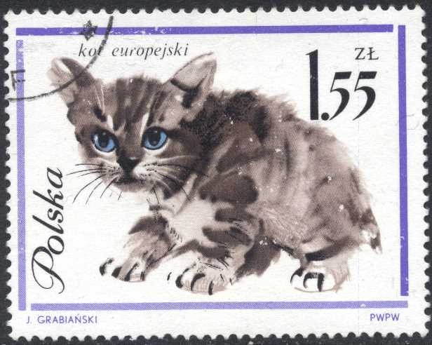 Gato