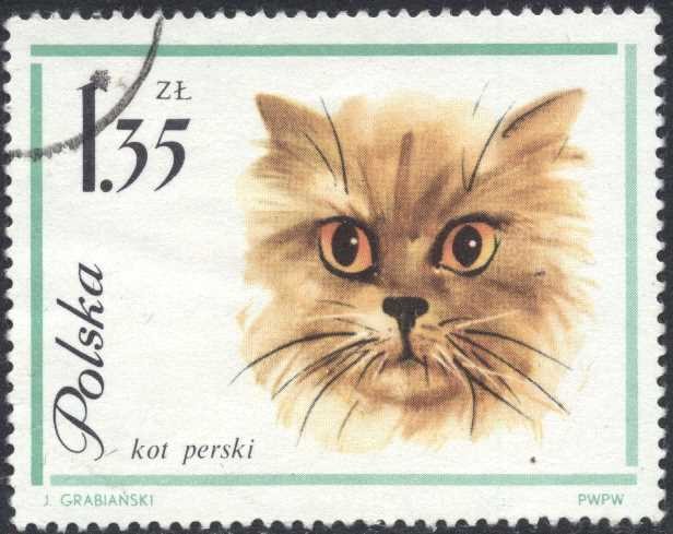 Gato