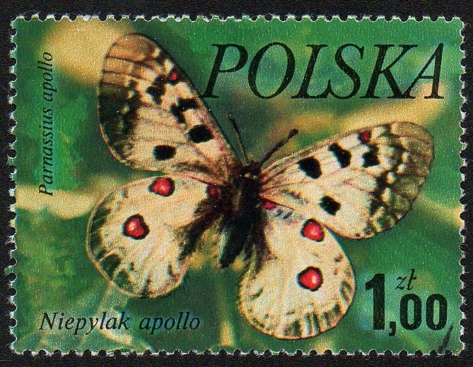 Mariposas