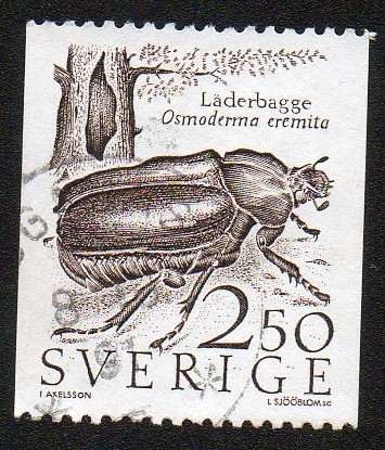Escarabajo
