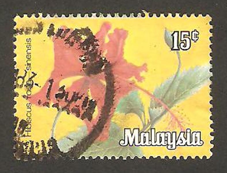 flor hibiscus rosa sinensis