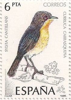 Curruca carrasqueña