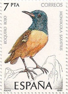 Roquero rojo