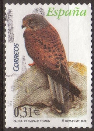 Pájaros, cernícalo común