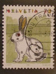 conejo