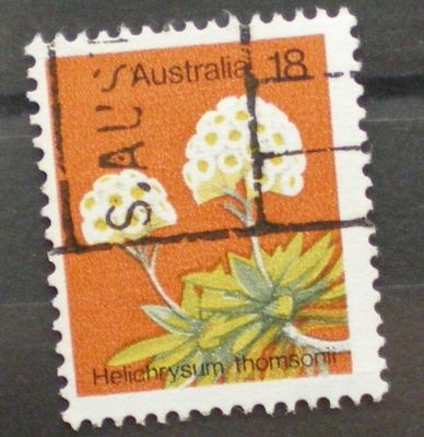 helichrysum thomsonii