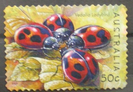 vedalia ladybird