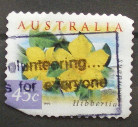 hibbertia