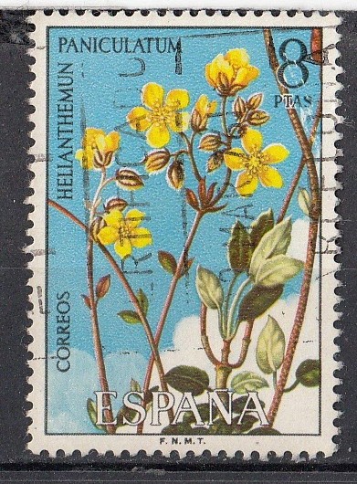 E2224 FLORA: Helianthemun paniculatum (77)