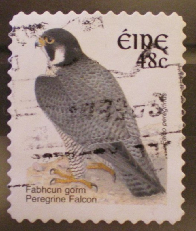 falco peregrinus