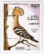 Aves