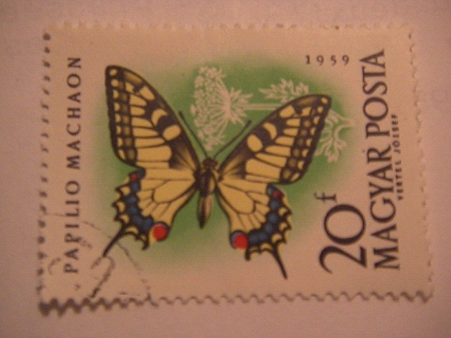 papilion machaon
