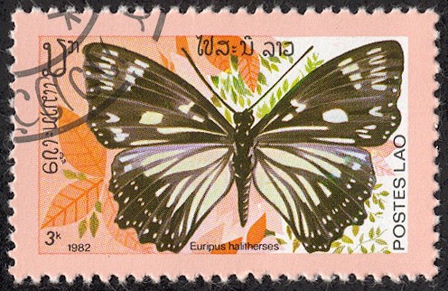 Fauna