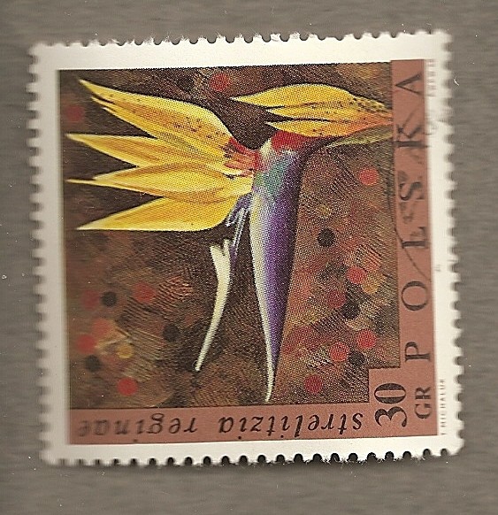 Strelitzia reginae
