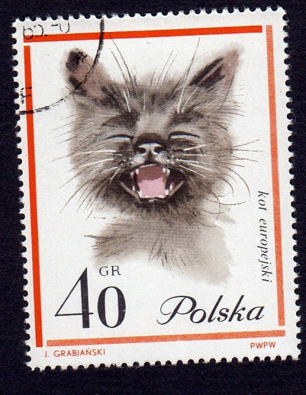 KOT EUROPEJSKI