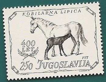 caballos lipizzanos de Lipica
