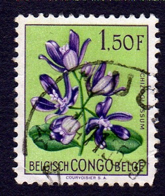 CHIZOGLOSSUM