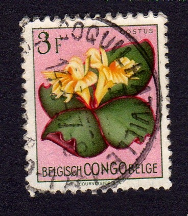 COSTUS