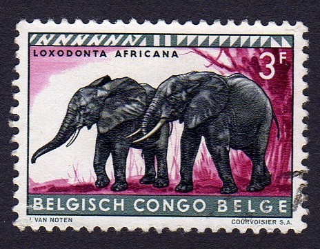 LOXODONTA AFRICANA