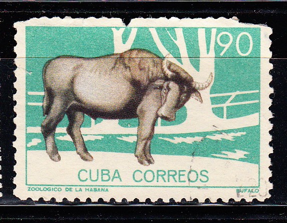 Búfalo