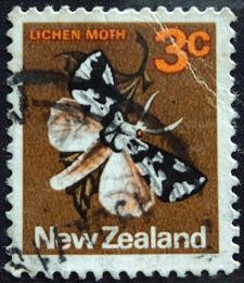 Lichen Moth / Lycomorpha folo