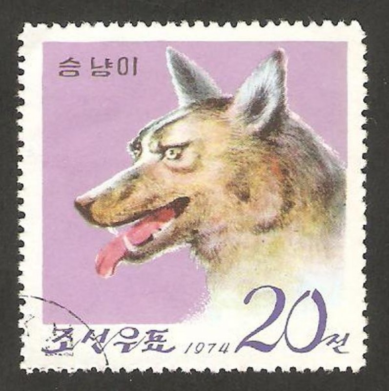 un lobo
