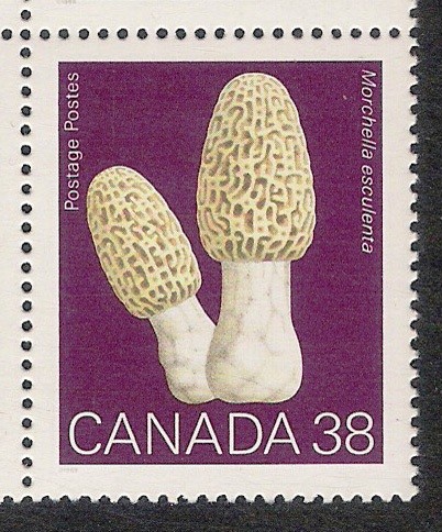 SETAS-HONGOS: 1.126.004,00-Morchella esculenta