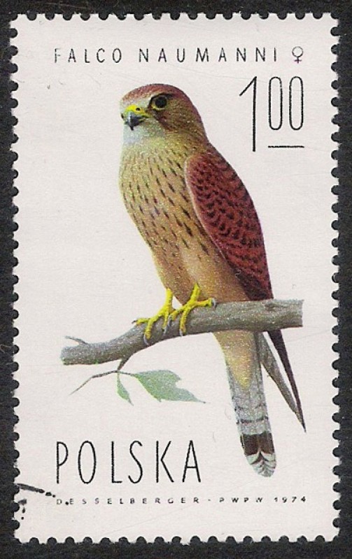 AVES: 2.211.002,01-Falco naumanni hembra -Sc.2075