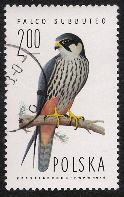 AVES: 2.211.005,02-Falco subbuteo -Sc.2078