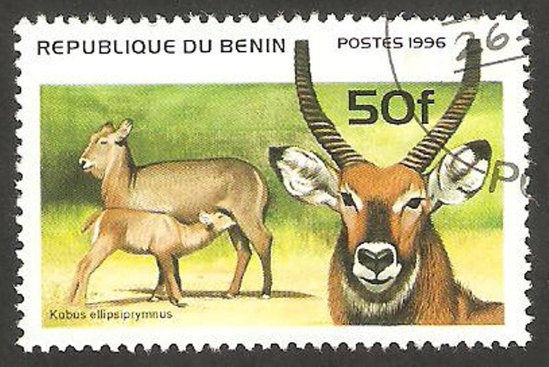 fauna  kobus