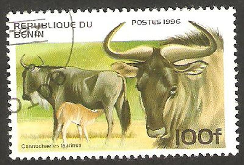 fauna connochaeles