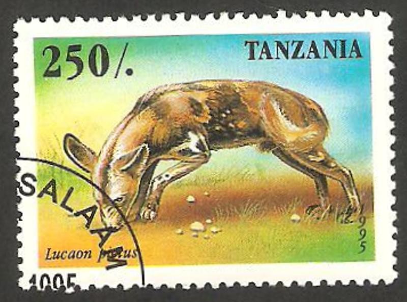 fauna lucaon