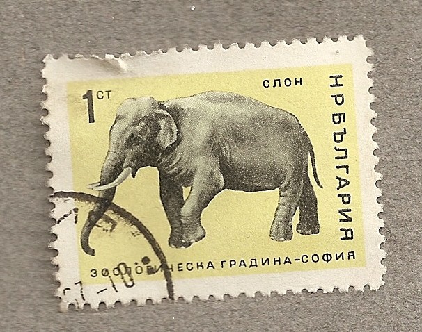 Elefante