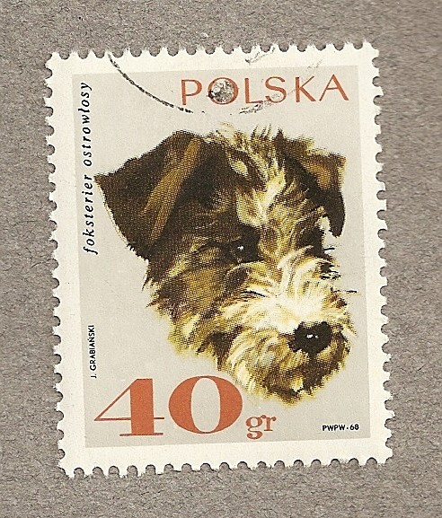 Perro raza Terrier ostrowlosy