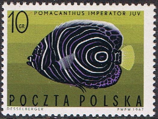 PECES EXÓTICOS