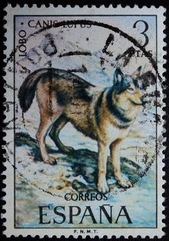 Lobo / Canis lupus