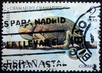 Camaleón / Chamaeleo chamaeleo