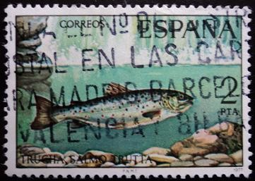 Trucha / Salmo trutta