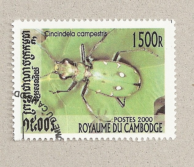 Cicindella campestris