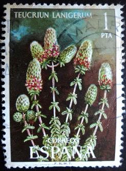 Teucriun lanigerum