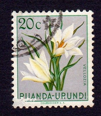 VELLOZIA