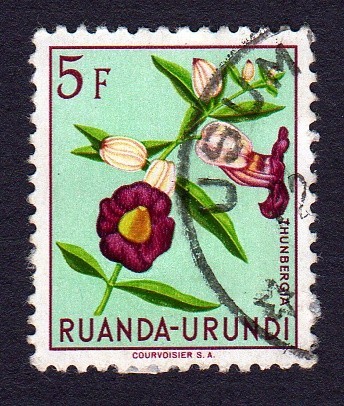THUNBERGIA