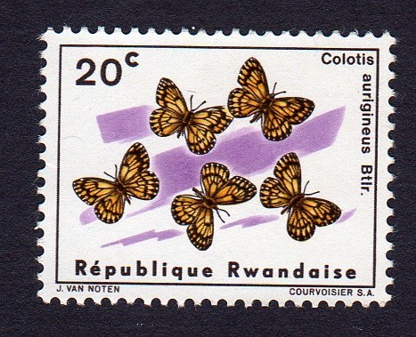 COLOTIS AURIGINEUS BTLR.