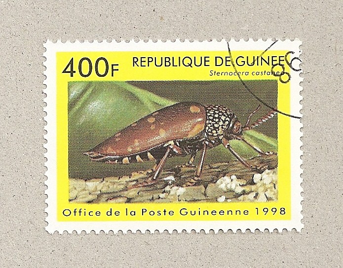 Sternocera castanea