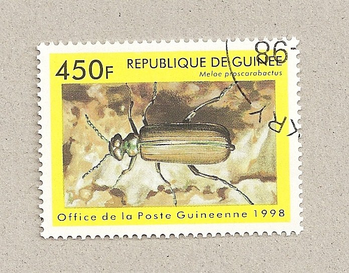 Meloe proscarabactus