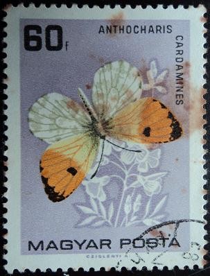 Anthocharis cardamines